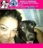 /album/fotogaleria-busca-tu-mascota-perdida/perrita-sin-titulo-jpg1/